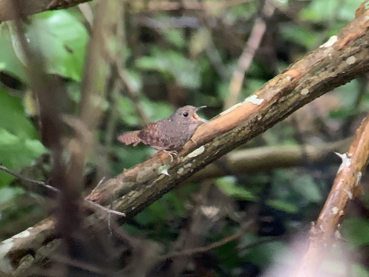 Spotted Elachura - ML636737723