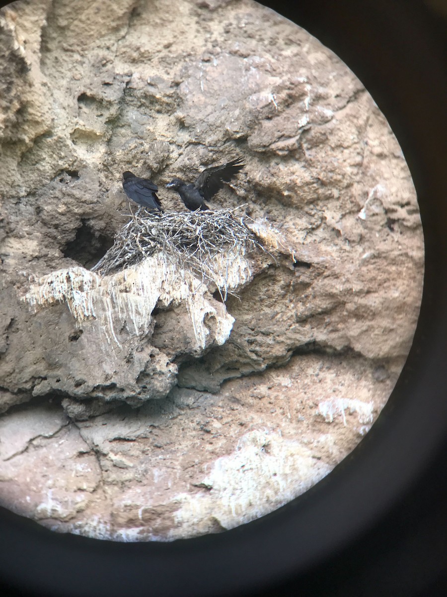 Хон хэрээ - ML636737906