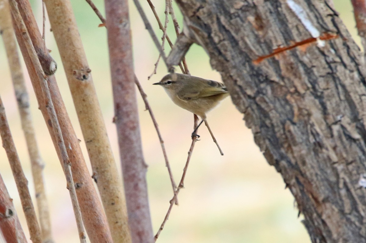 Plain Leaf Warbler - ML636737907