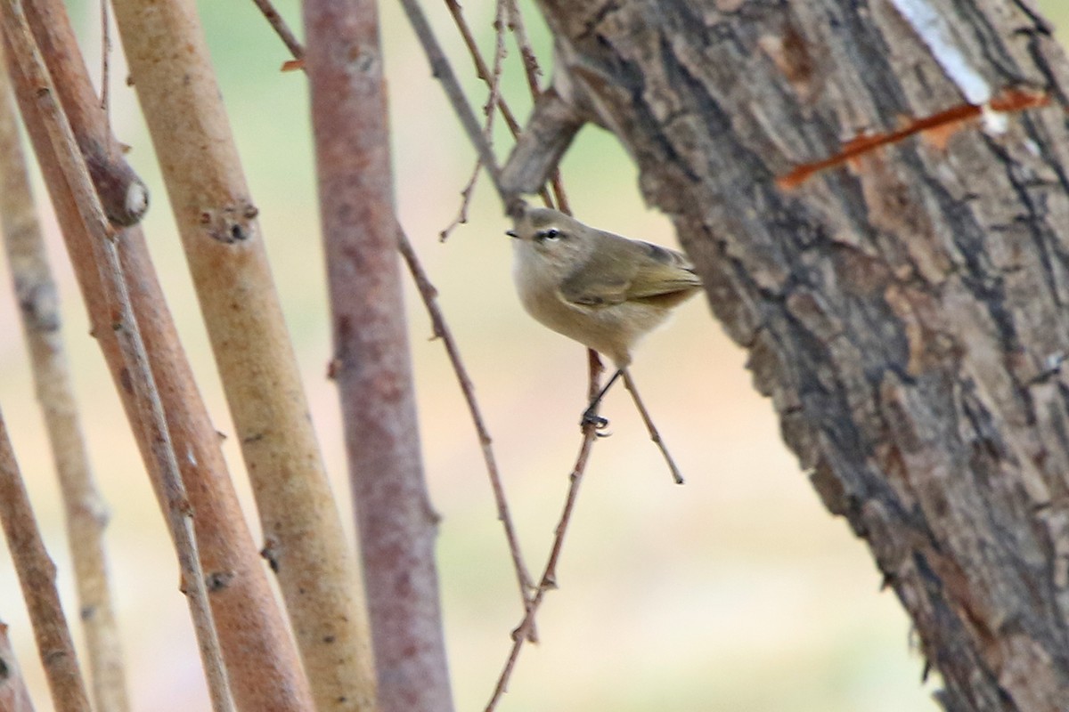Plain Leaf Warbler - ML636737908