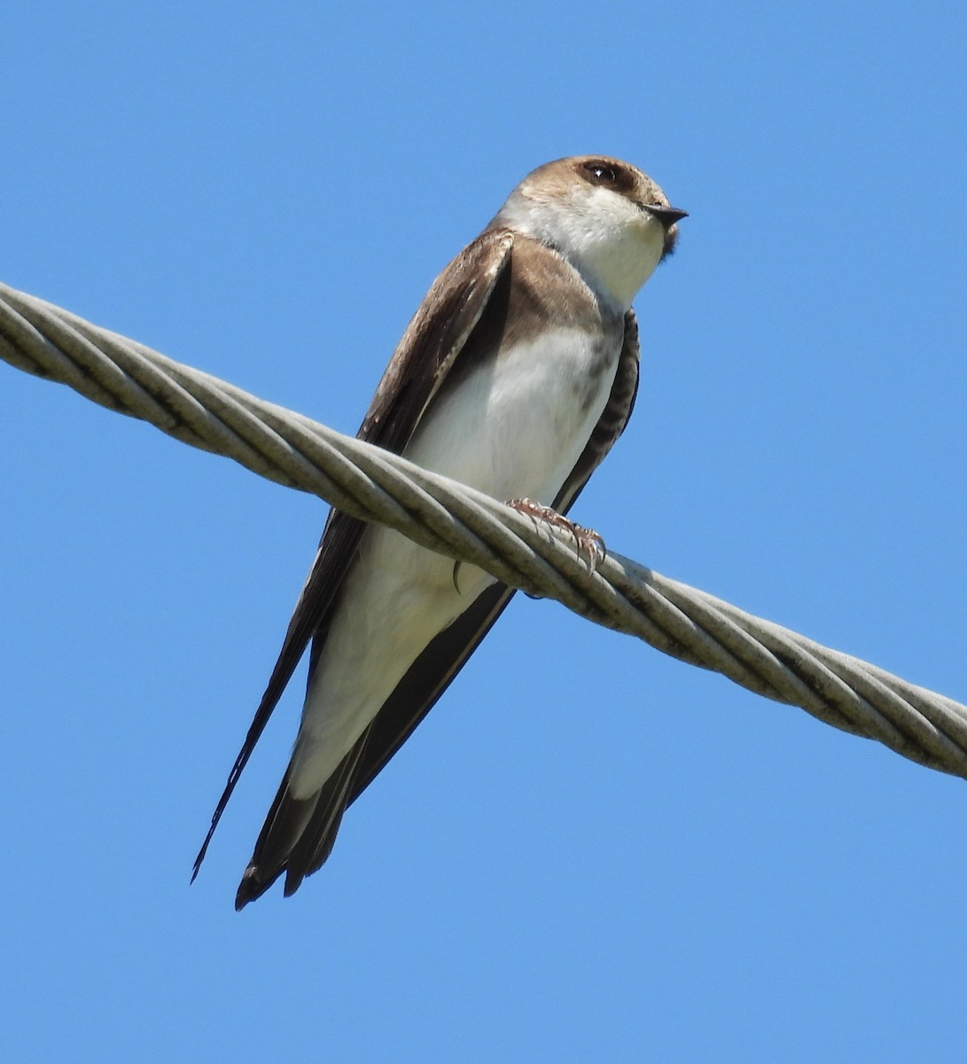 Bank Swallow - ML636738063
