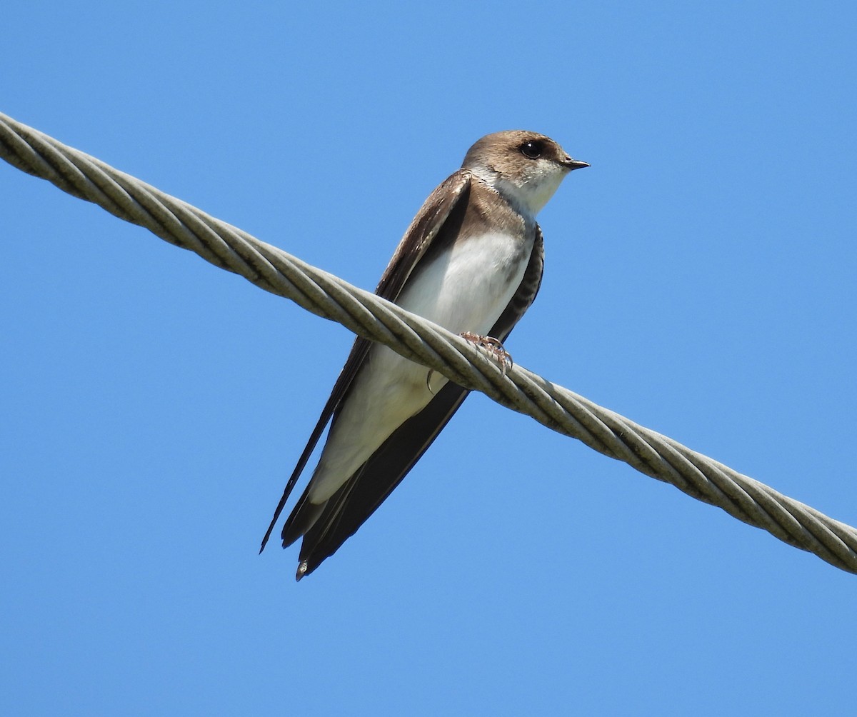 Bank Swallow - ML636738064