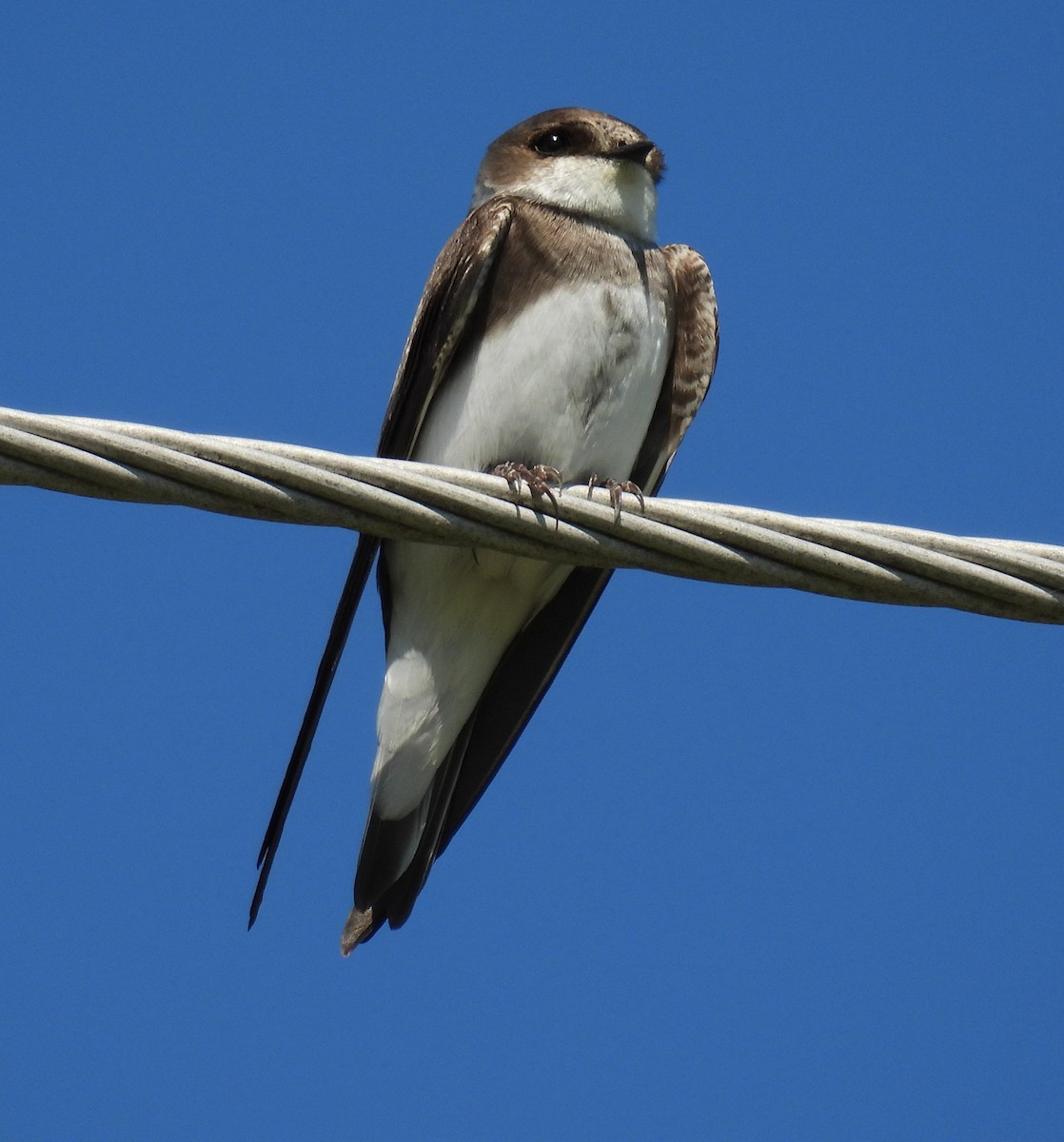 Bank Swallow - ML636738065