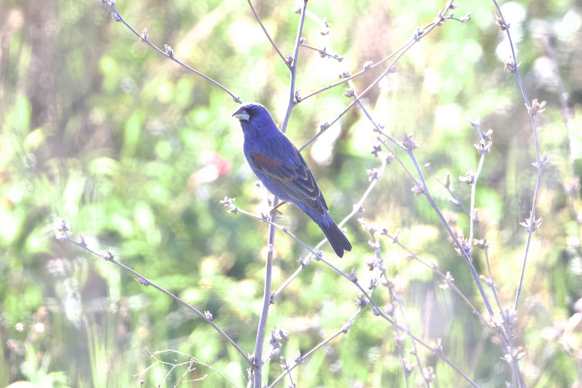 Blue Grosbeak - ML636738197