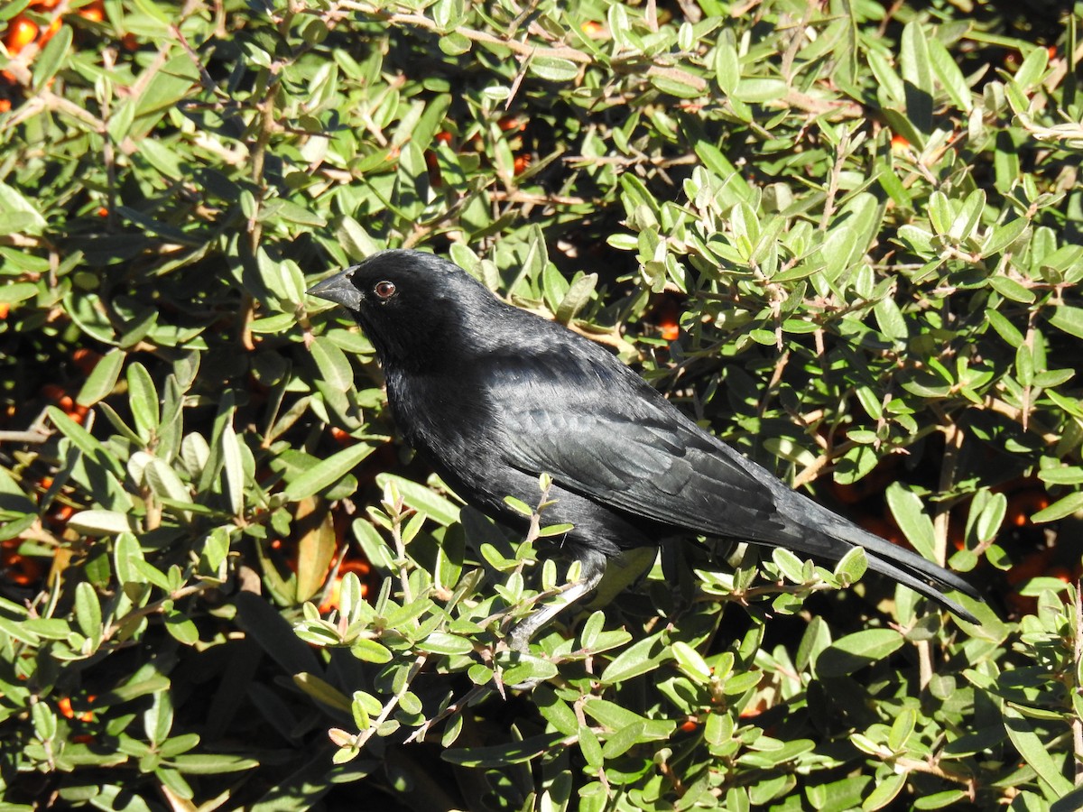 Screaming Cowbird - ML636738210