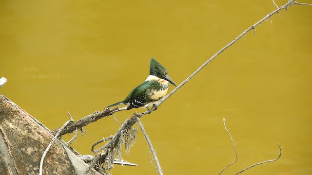 Martin-pêcheur vert - ML636738233