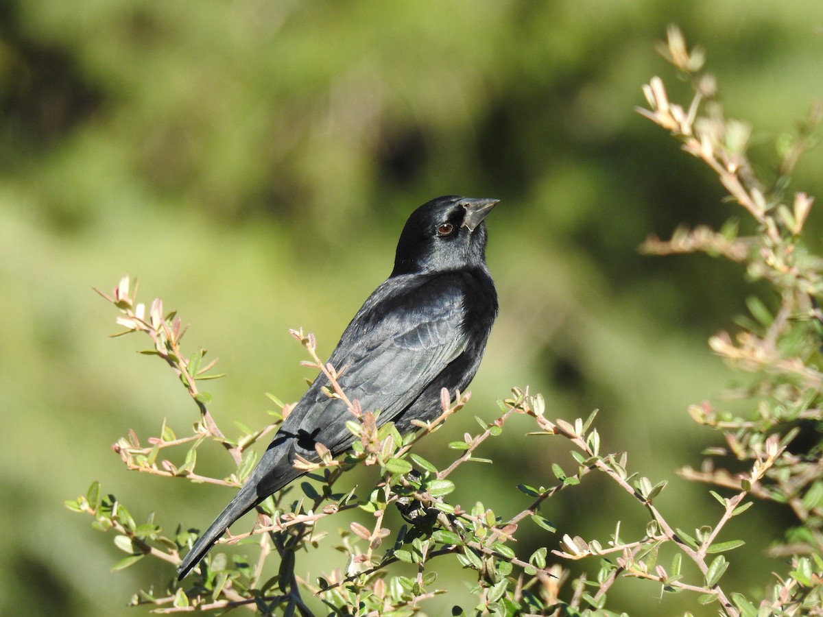 Screaming Cowbird - ML636738245
