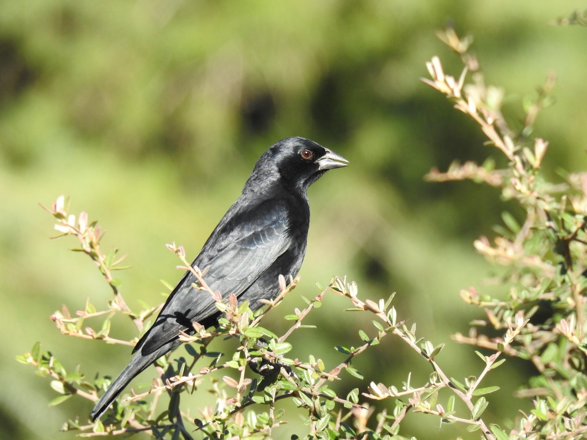Screaming Cowbird - ML636738332