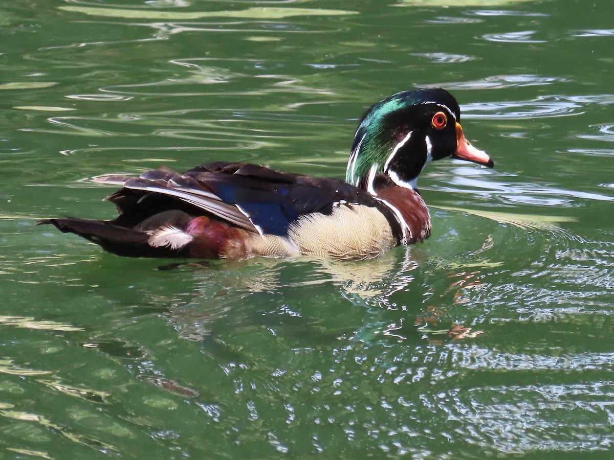 Wood Duck - ML636738407