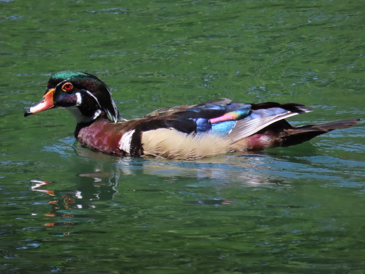 Wood Duck - ML636738408