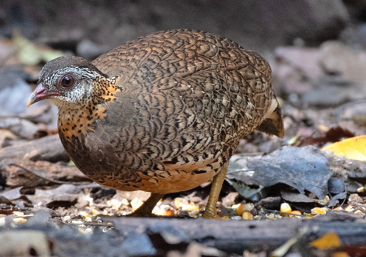 Scaly-breasted Partridge (Green-legged) - ML636738633