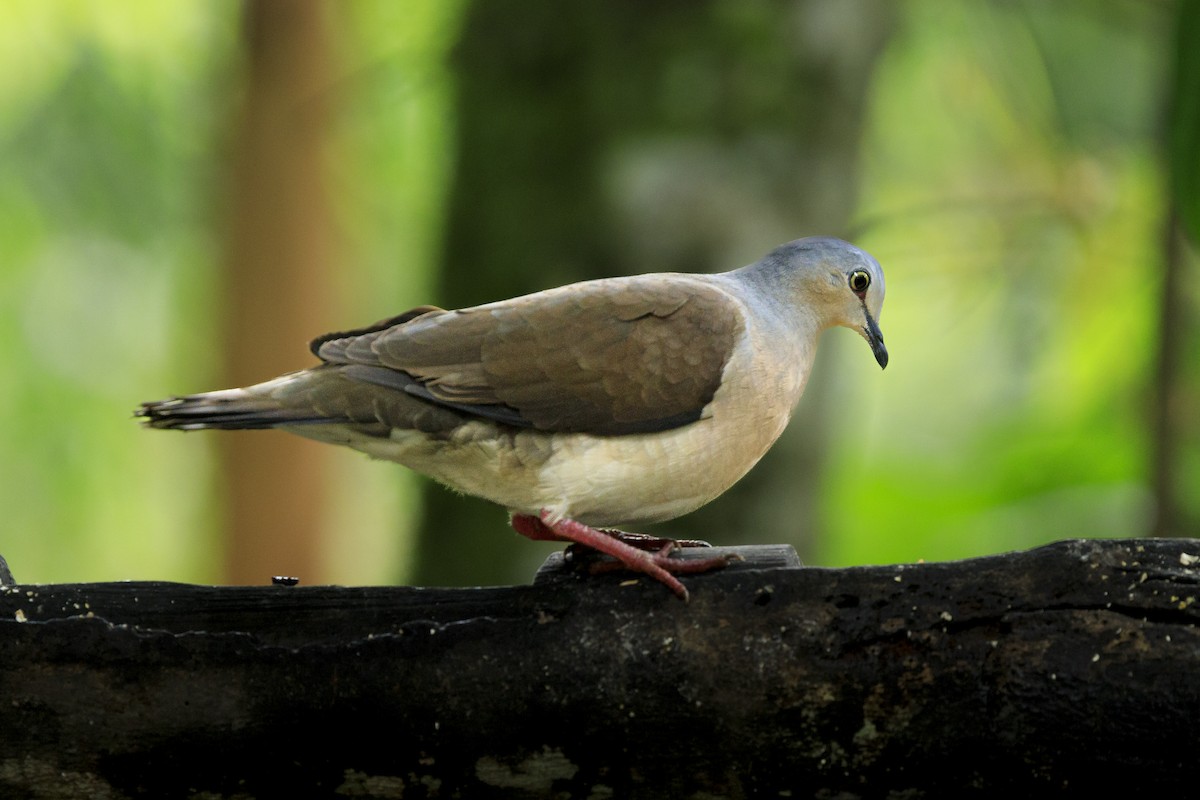Gray-headed Dove - ML636738683