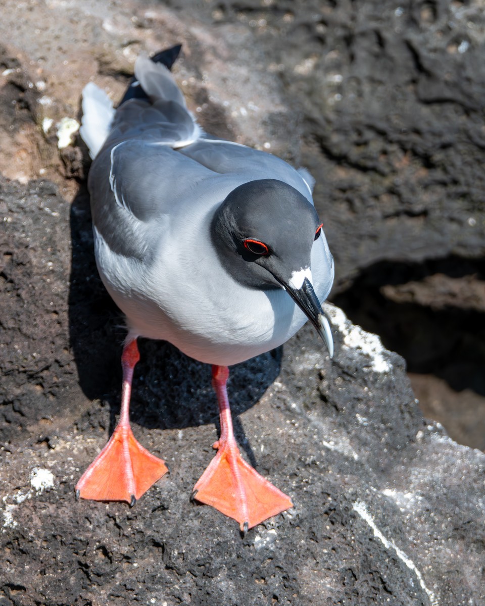 Swallow-tailed Gull - ML636738752