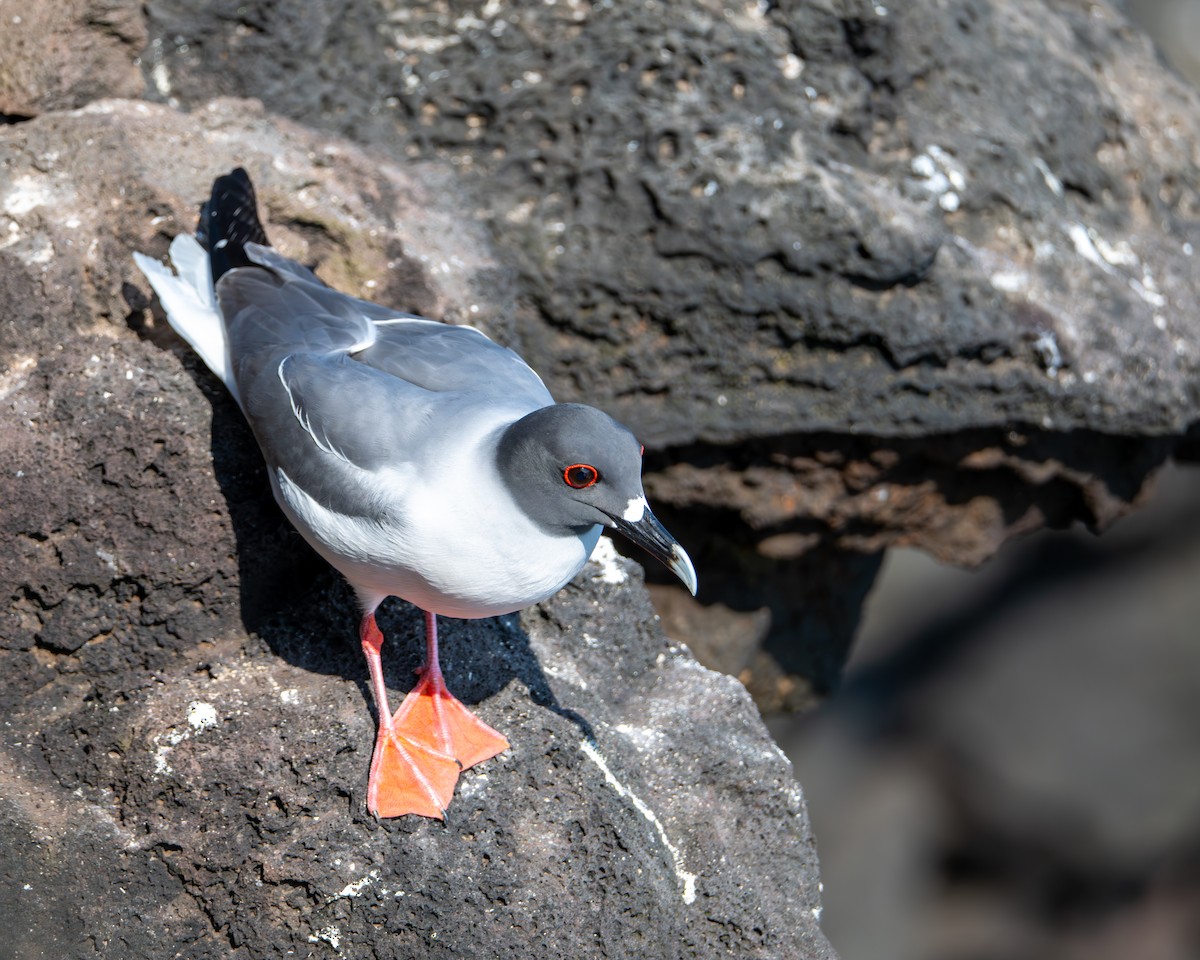 Swallow-tailed Gull - ML636738754