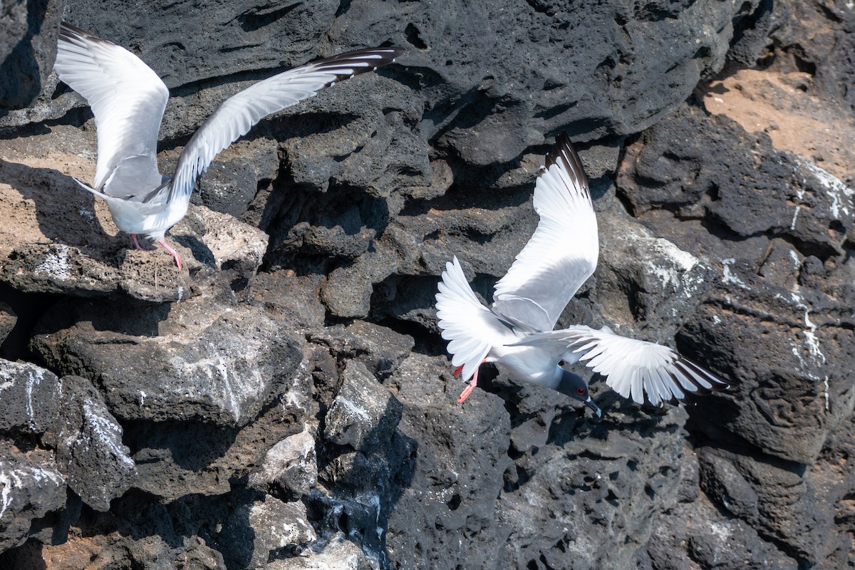 Swallow-tailed Gull - ML636738771