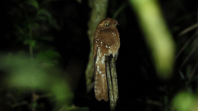 Rufous Potoo - ML636738778