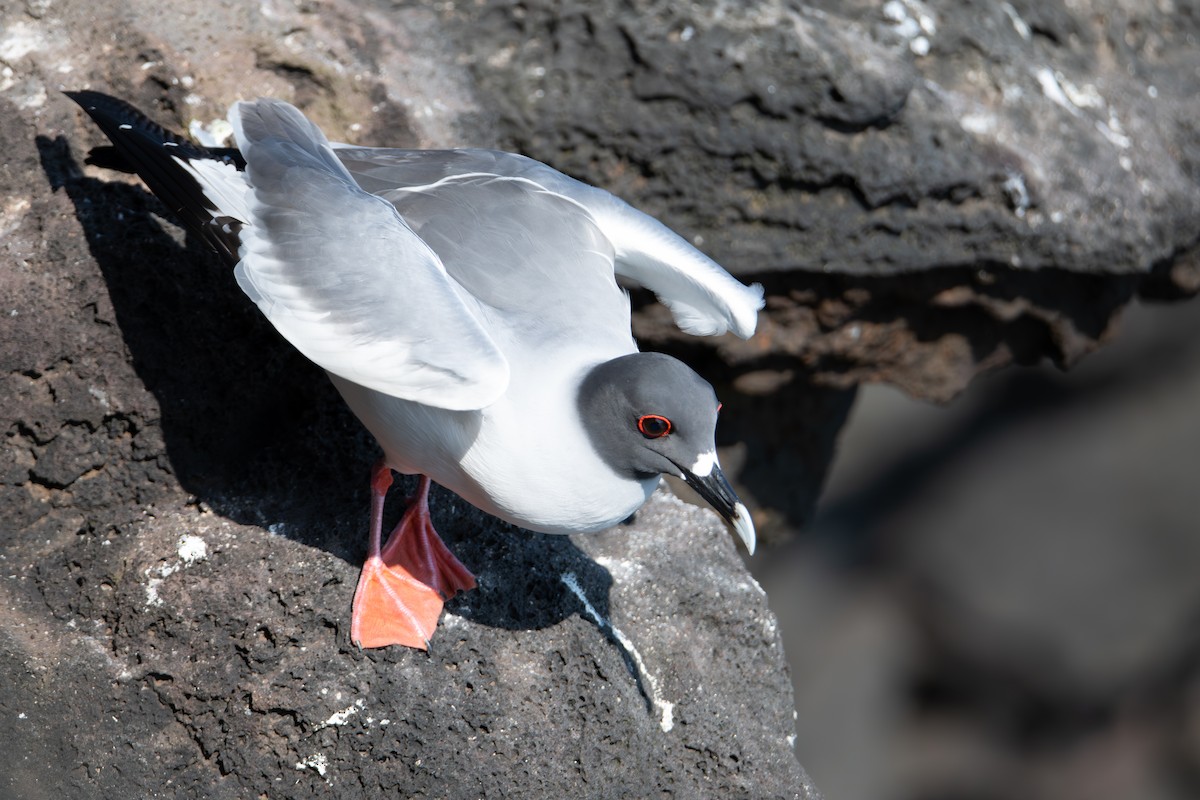 Swallow-tailed Gull - ML636738786