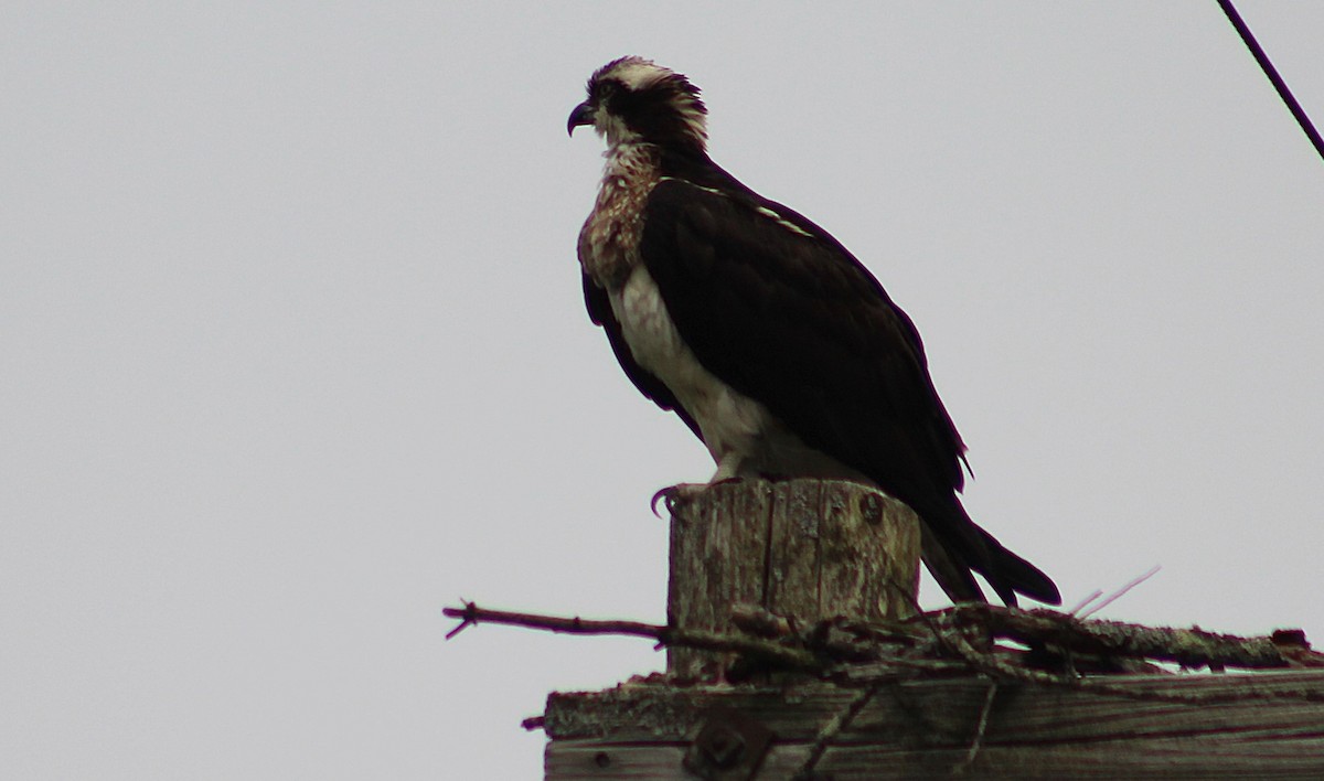 Osprey - ML636738800