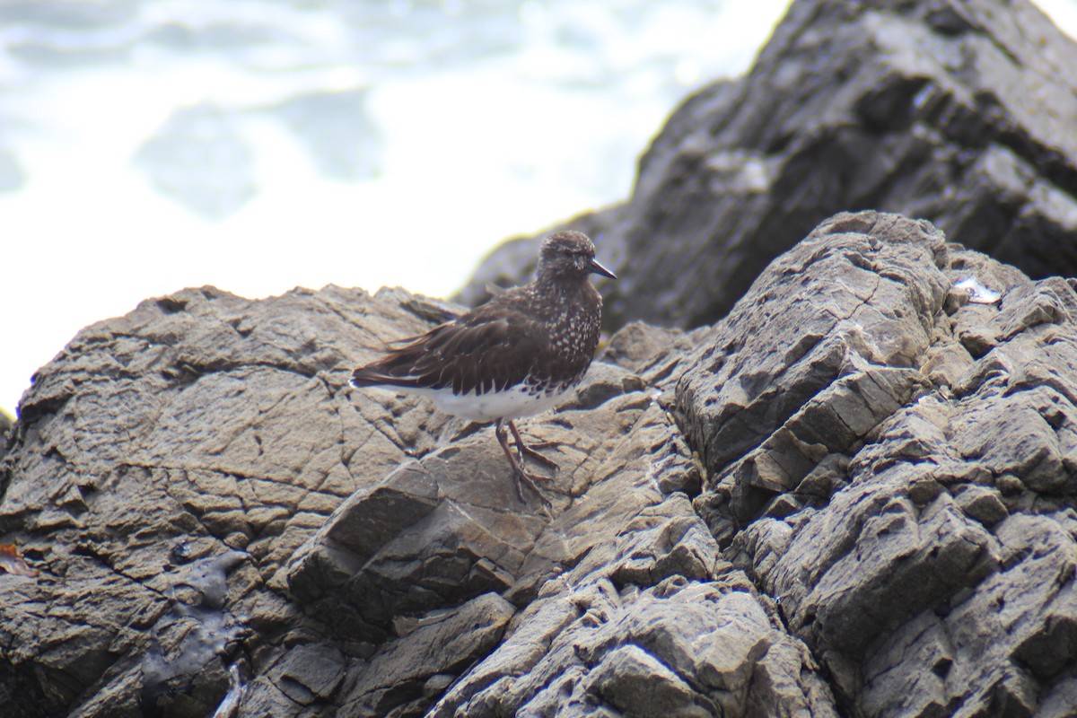Black Turnstone - ML636738859