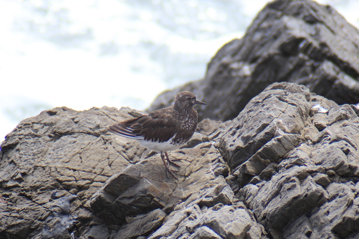 Black Turnstone - ML636738860