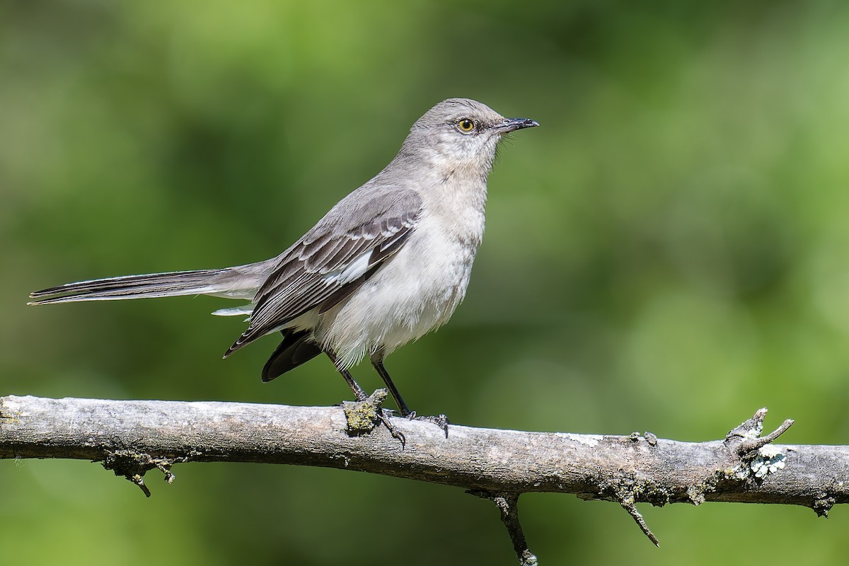 Northern Mockingbird - ML636738924