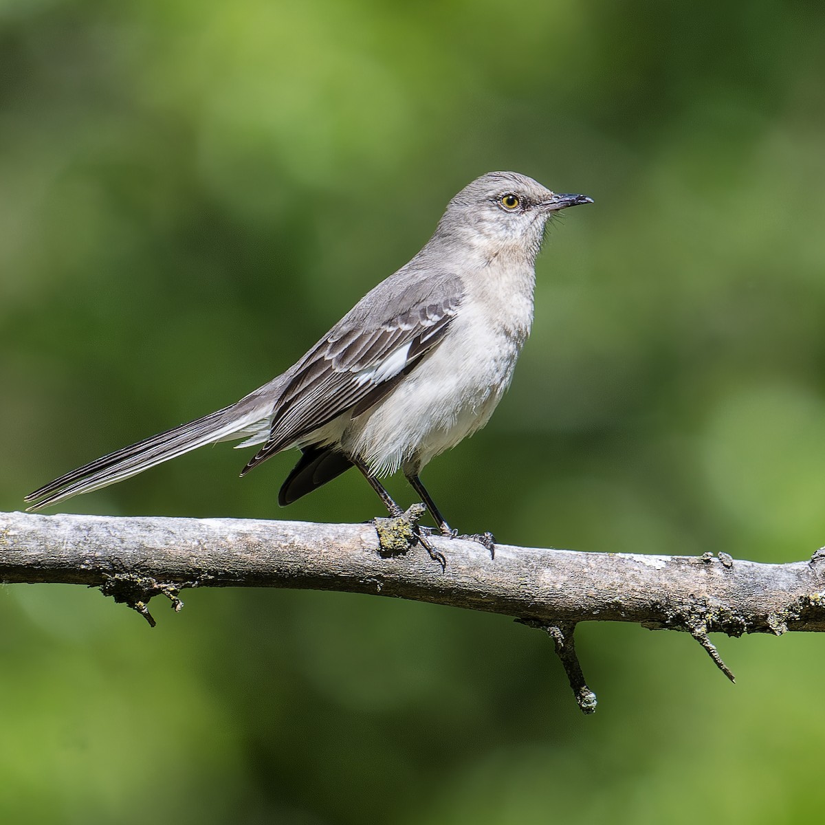 Northern Mockingbird - ML636738925