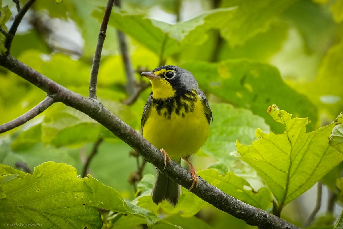 Canada Warbler - Antonio Martinez