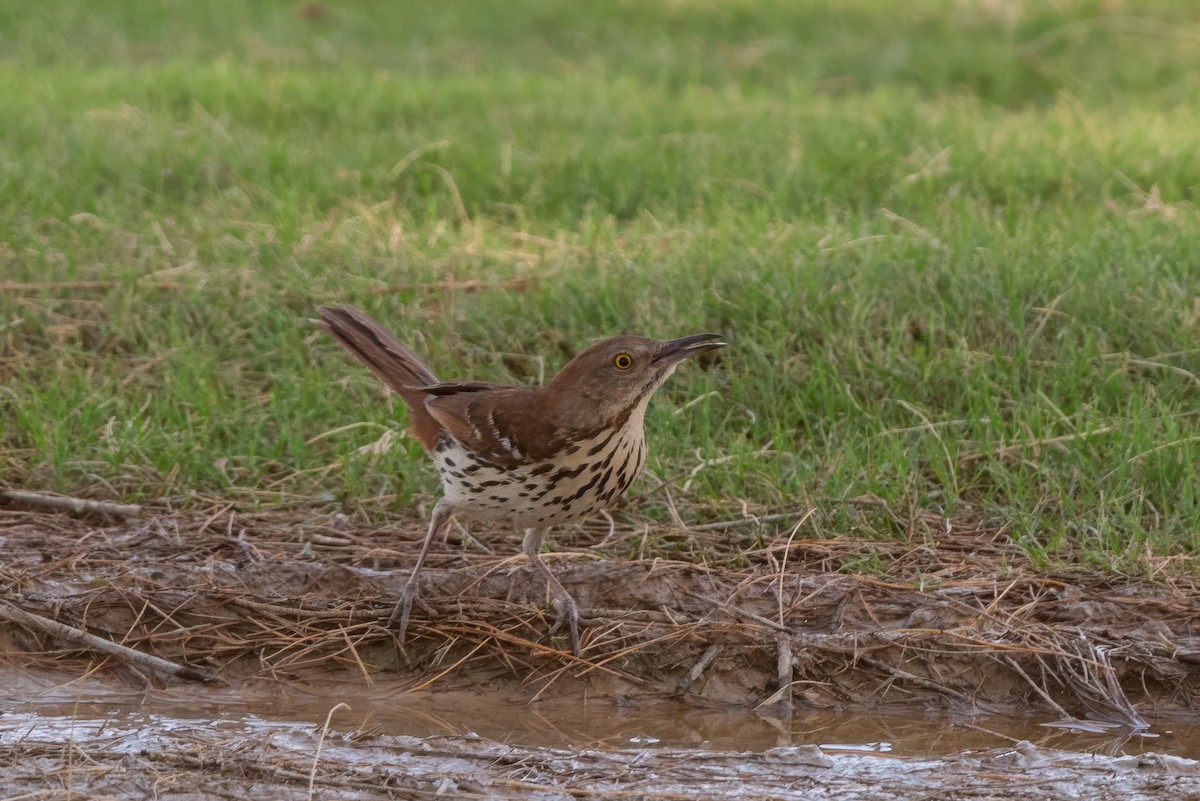 Brown Thrasher - ML636739422