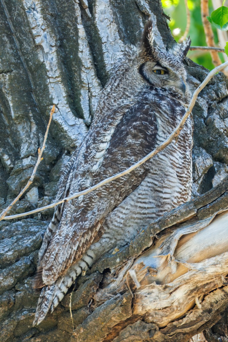 Great Horned Owl - ML636739505