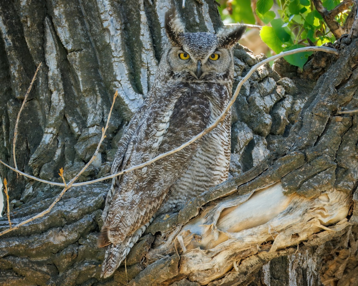 Great Horned Owl - ML636739508