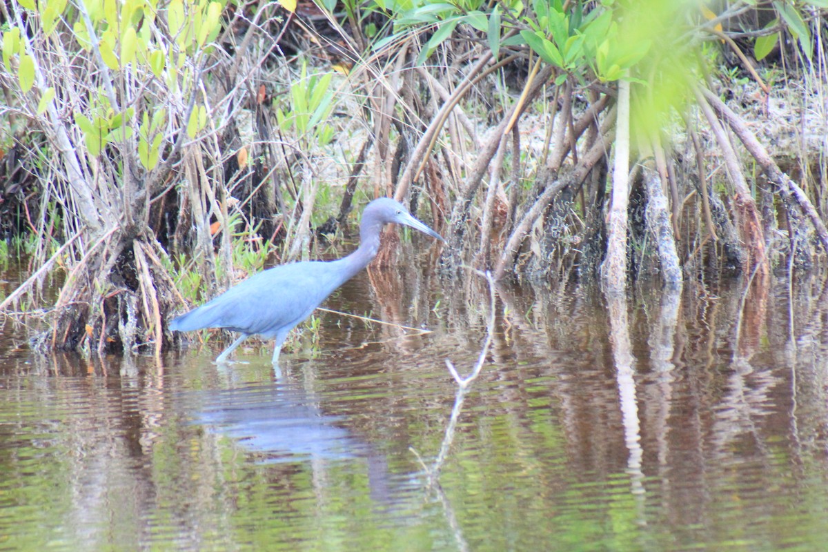 Garceta Azul - ML636739559