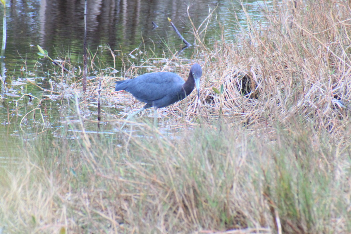 Garceta Azul - ML636739562