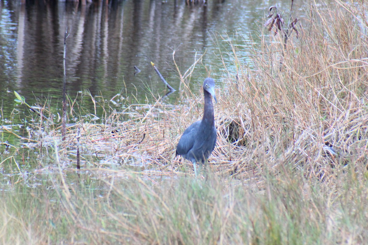 Garceta Azul - ML636739563