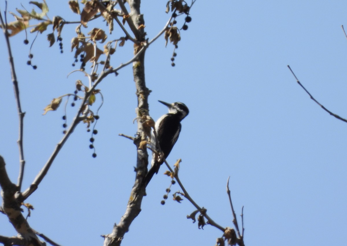 Hairy Woodpecker - ML636739675