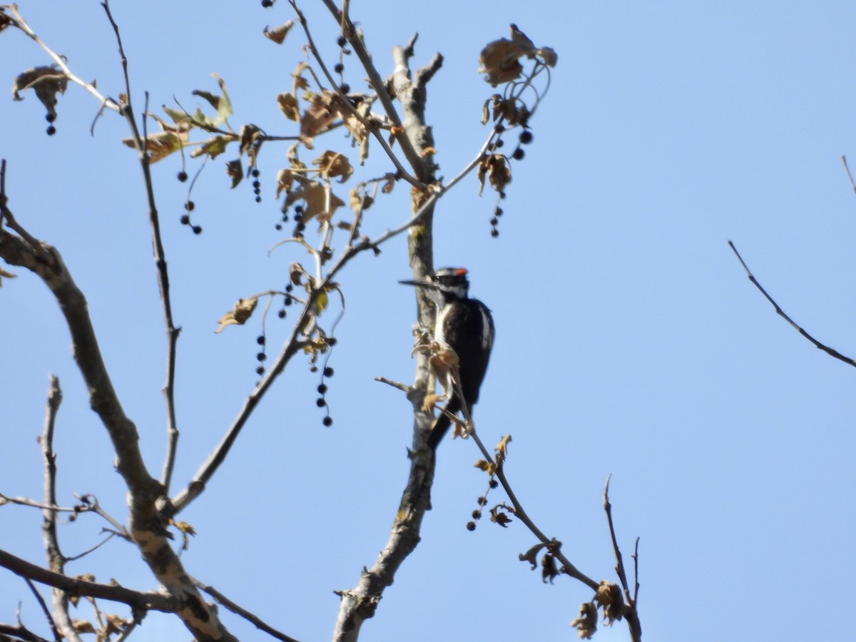 Hairy Woodpecker - ML636739676