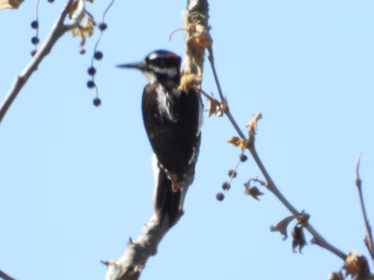 Hairy Woodpecker - ML636739677