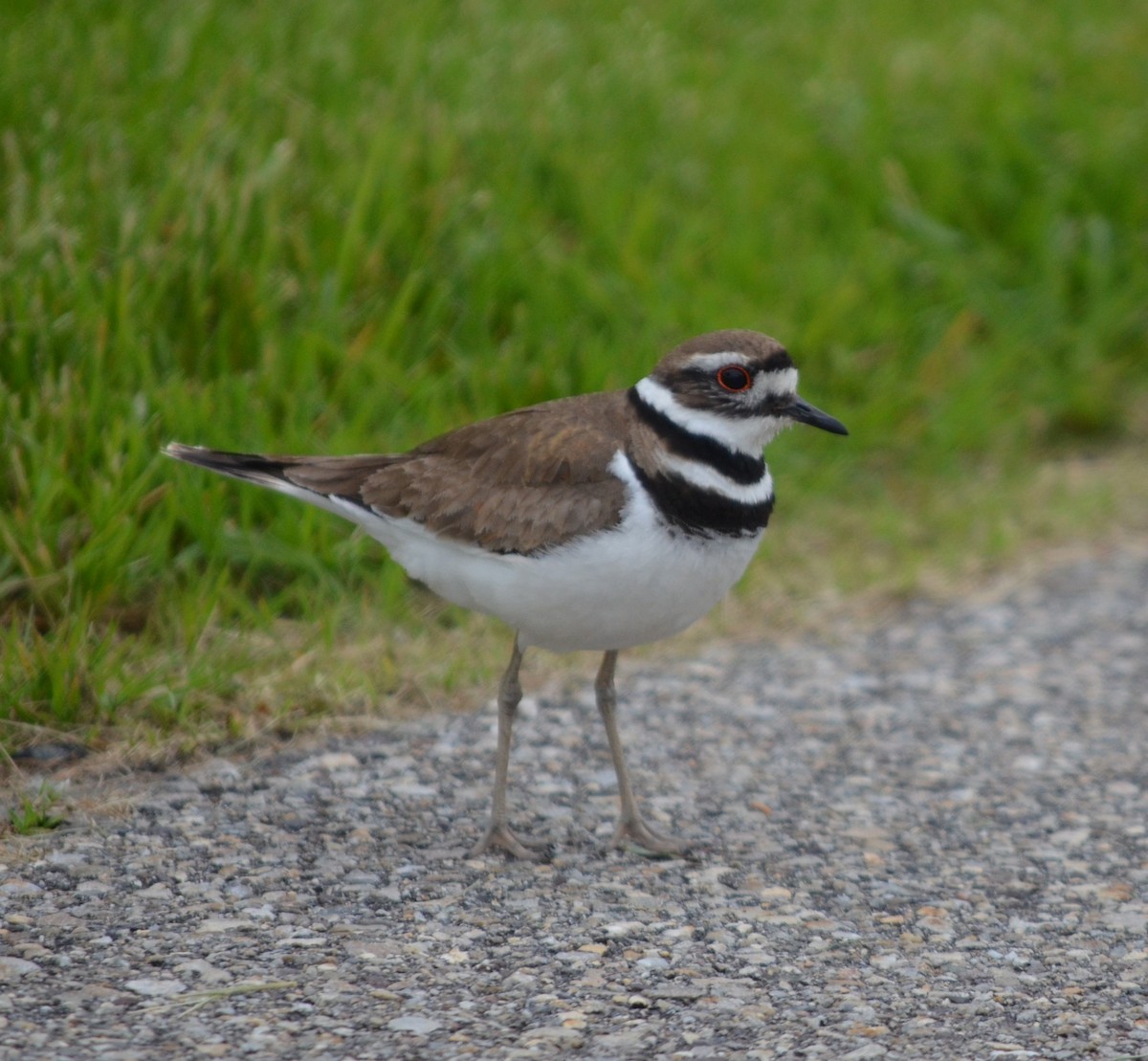 Killdeer - ML636739845