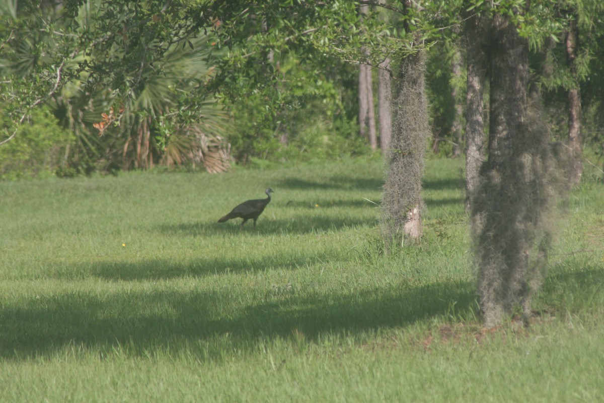 Wild Turkey - ML636739847