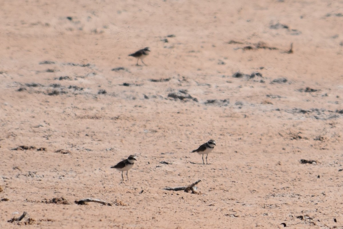 Semipalmated Plover - ML63673991