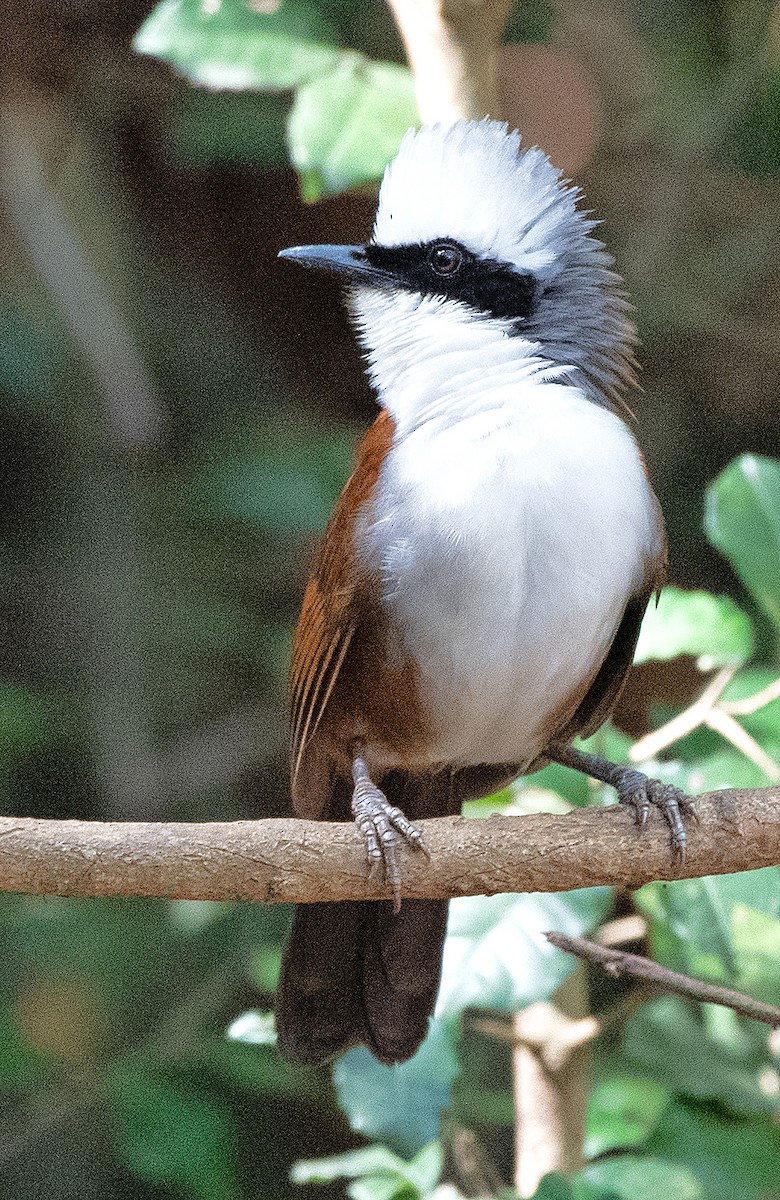White-crested Laughingthrush - ML636739926