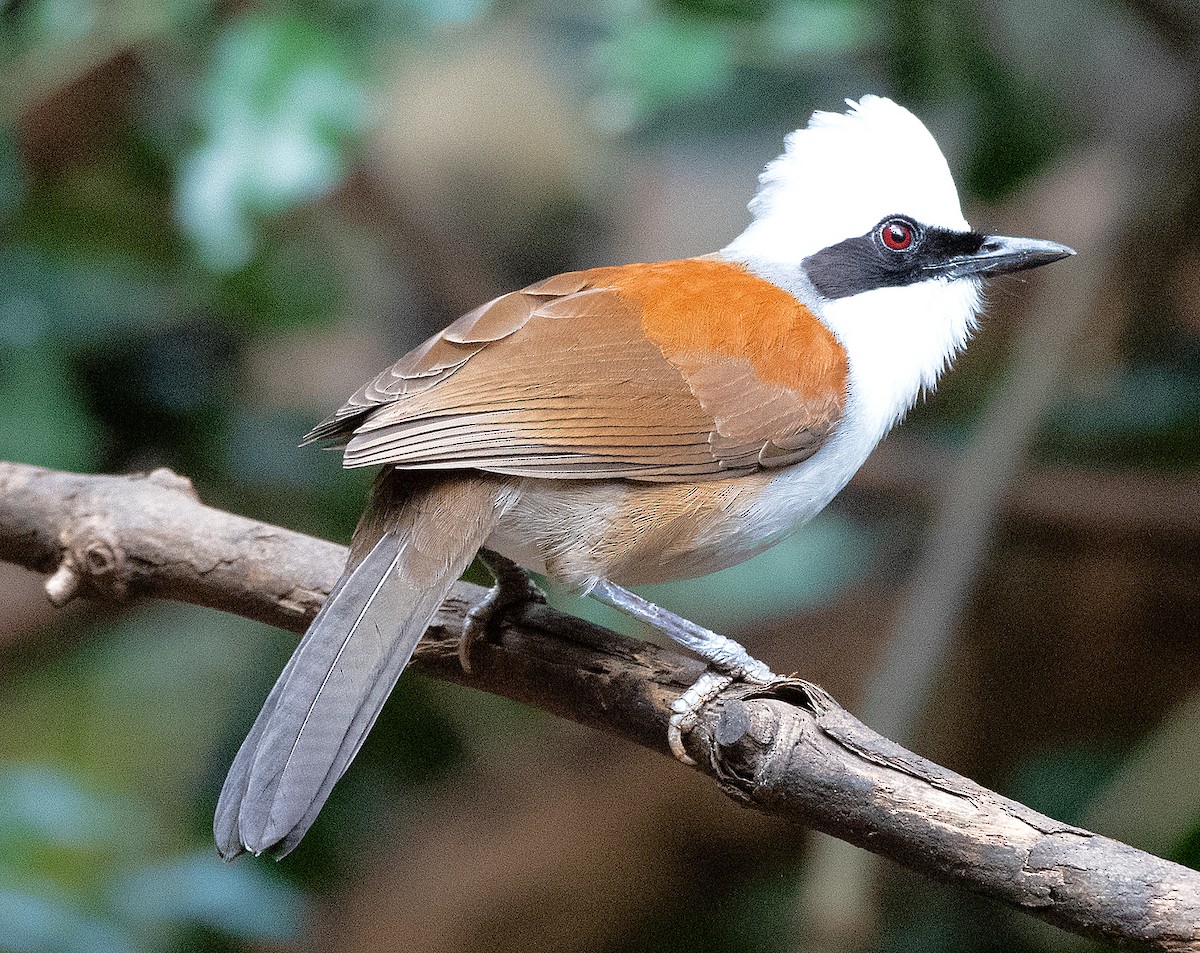 White-crested Laughingthrush - ML636739927