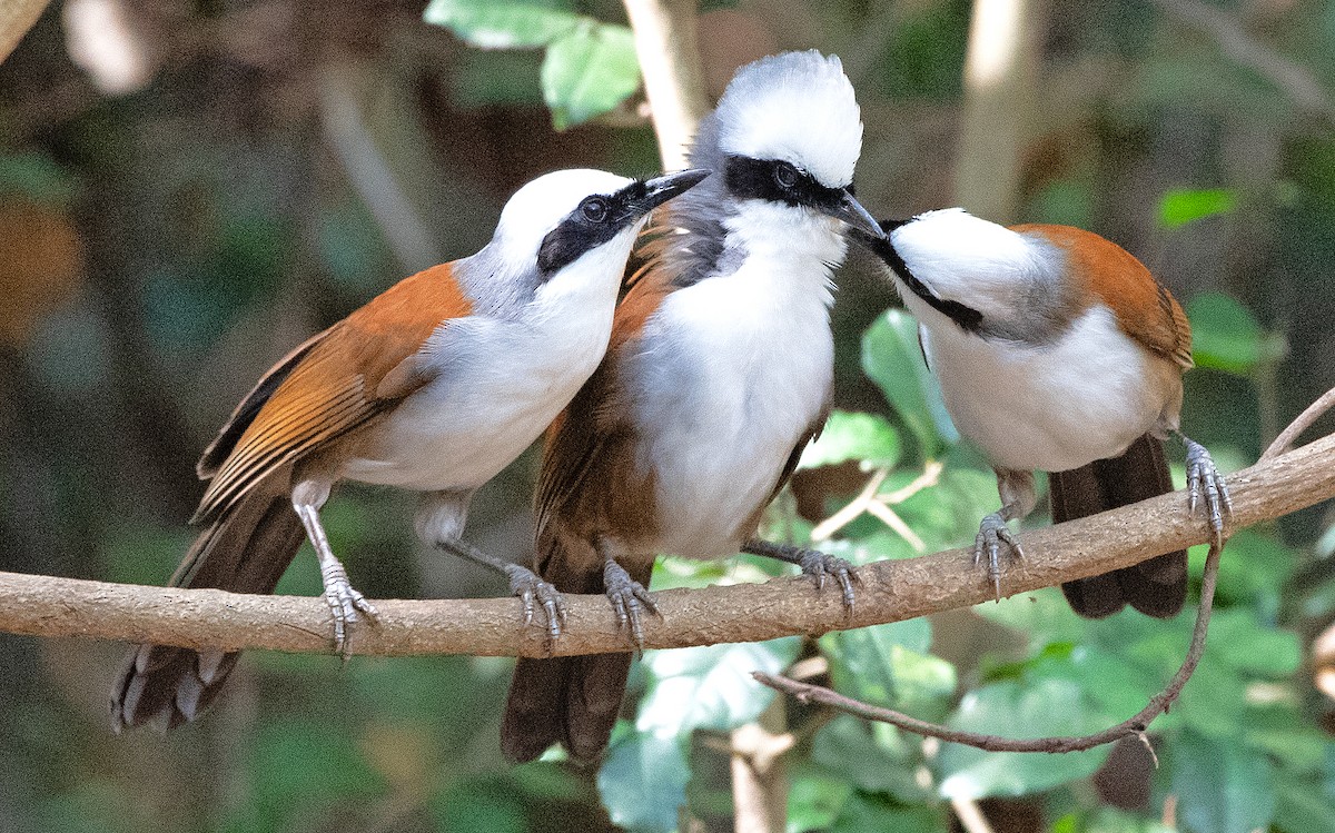 White-crested Laughingthrush - ML636739928