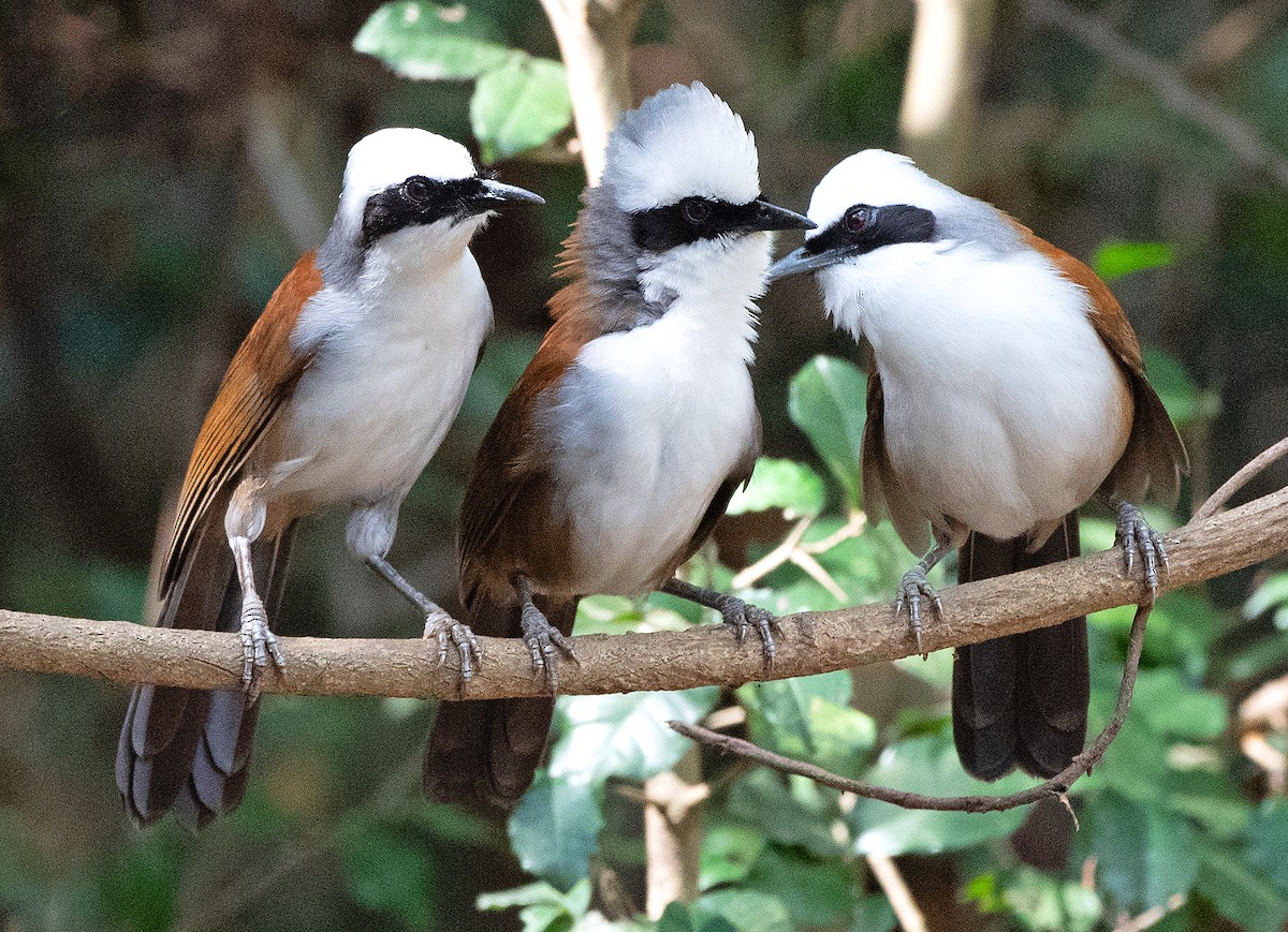 White-crested Laughingthrush - ML636739929