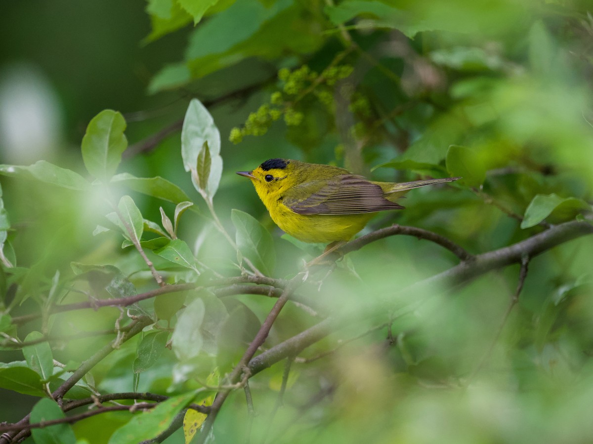 Wilson's Warbler - ML636739961
