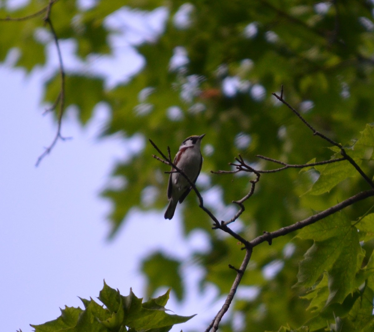 Chestnut-sided Warbler - ML636740011