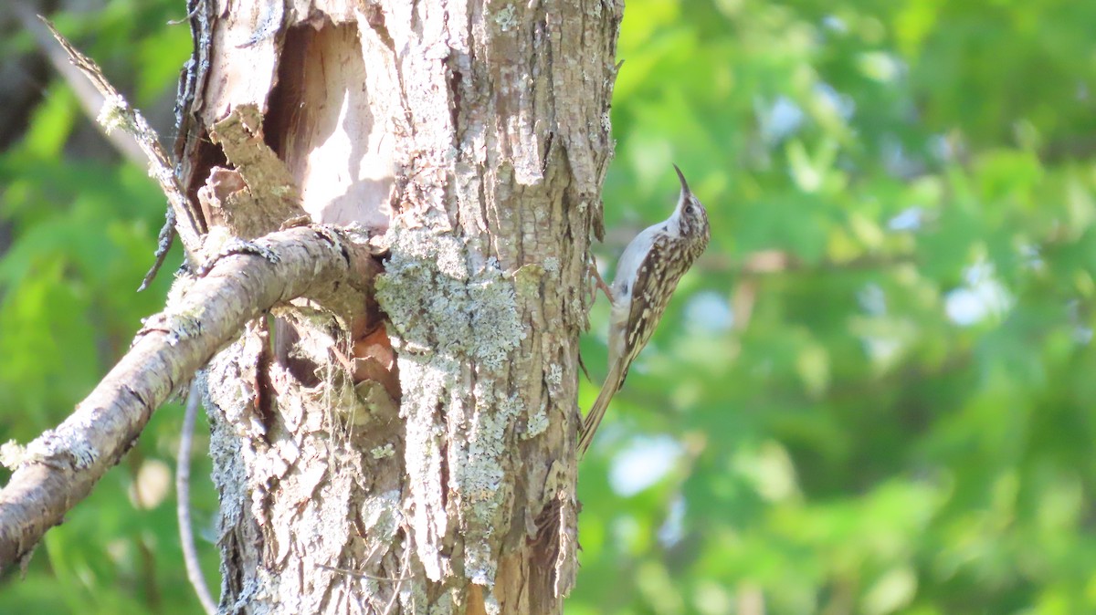 Brown Creeper - ML636740062