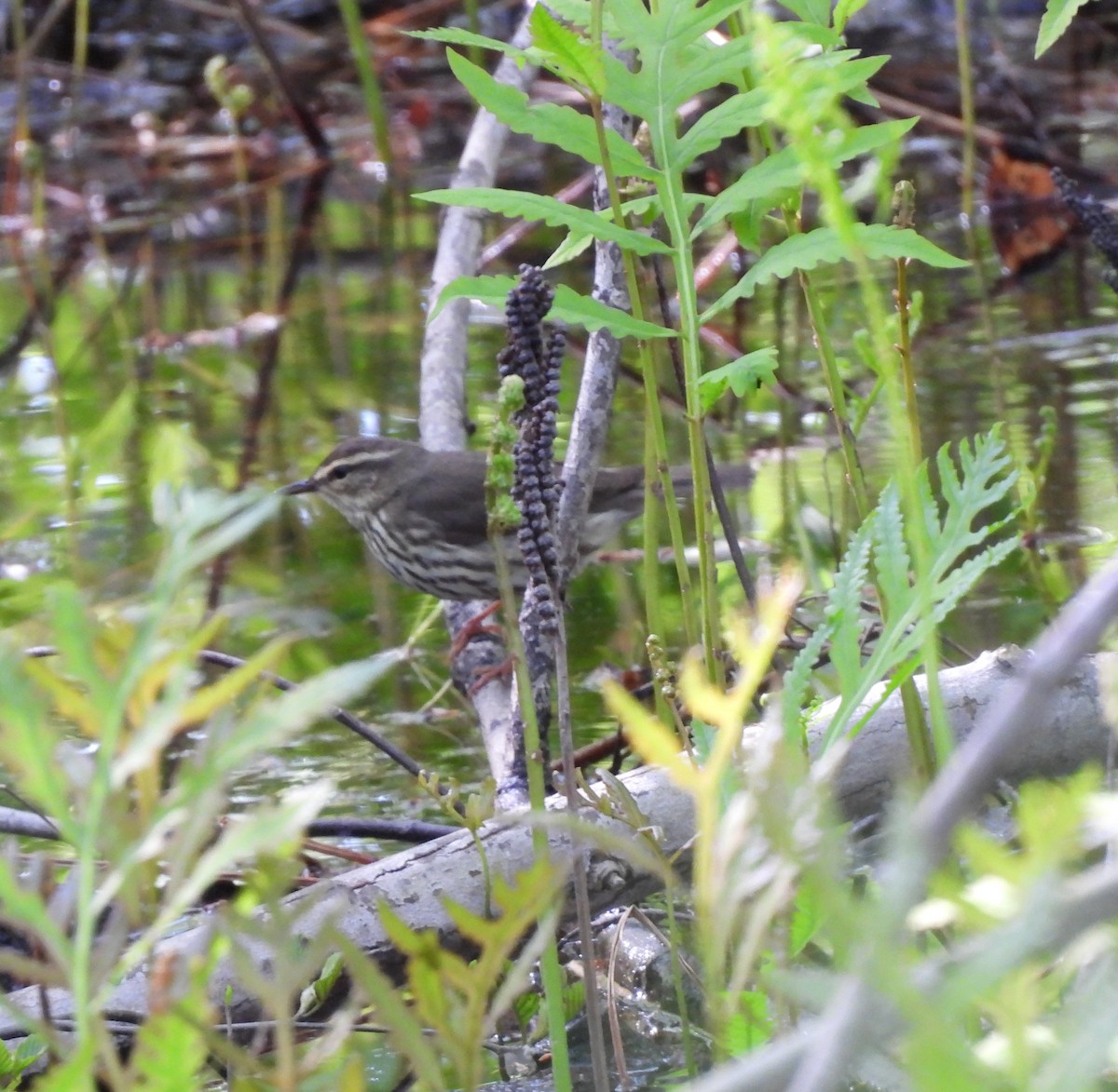 Northern Waterthrush - ML636740118