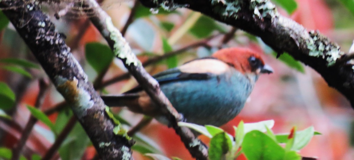 Black-backed Tanager - ML636740180