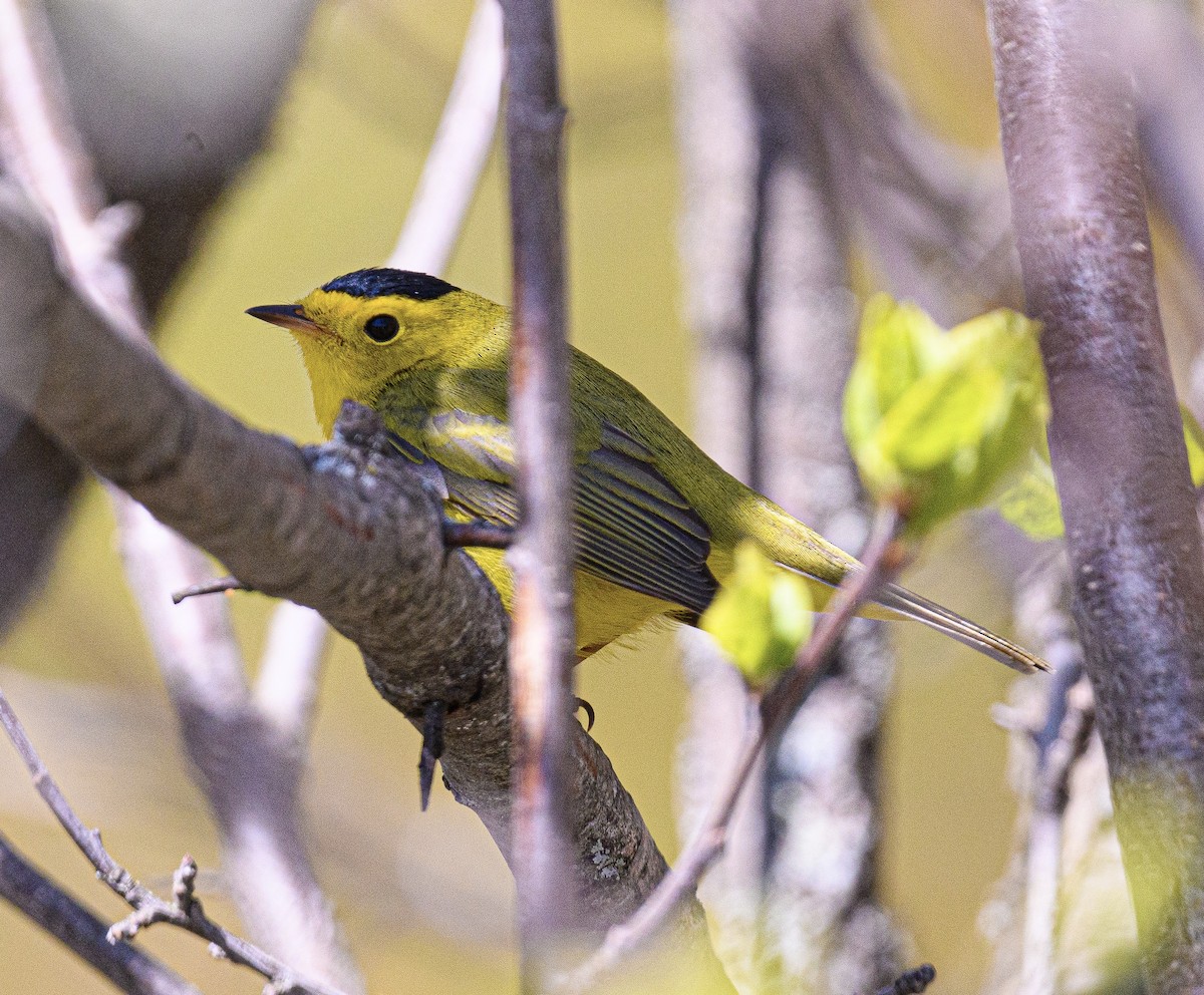Wilson's Warbler - ML636740192