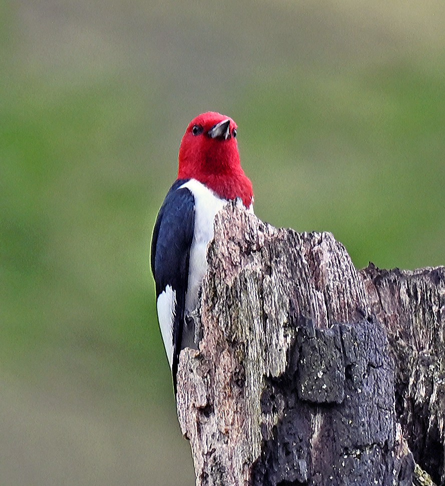 Red-headed Woodpecker - ML636740231